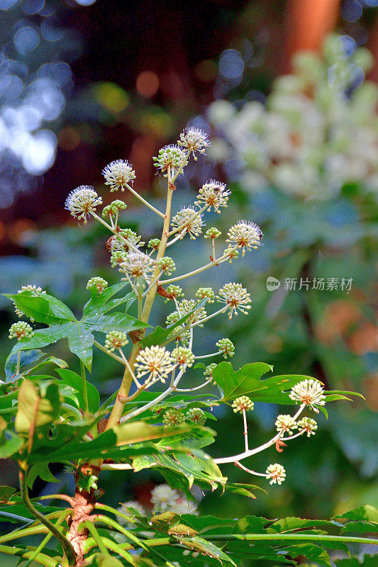 金银花/日本楤木/亮叶纸植物/大叶纸植物